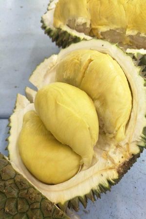 Durian wisi na drzewie