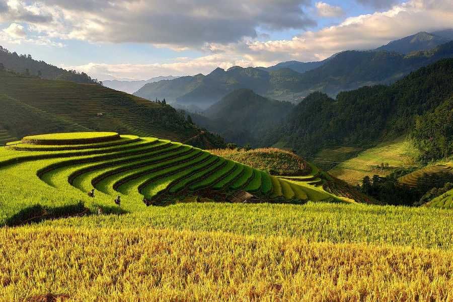 Tarasy ryżowe w Północnym Wietnamie