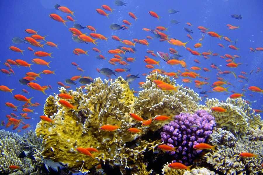 Nurkowanie wśród koralowców w Tajlandii