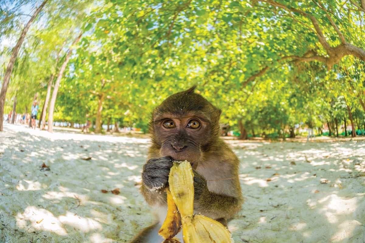 tajlandia krabi małpa
