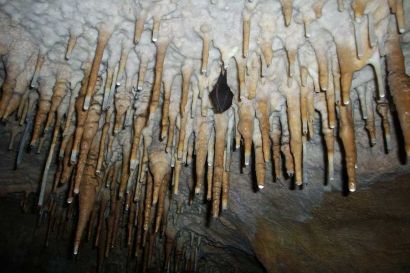 Nietoperz w jaskini Borneo Malezja