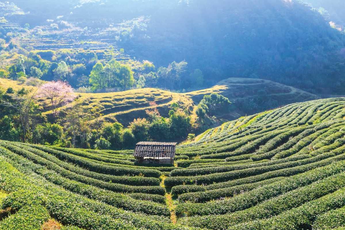 Plantacja herbaty w Chiang Mai - temperatury i klimat w północnej części Tajlandii