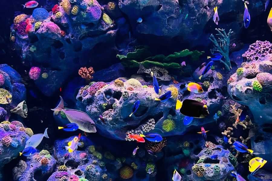 Anemone Reef, Tajlandia