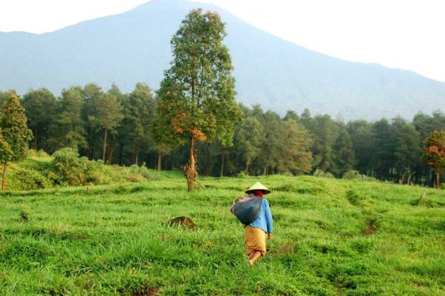 Zielone krajobrazy Jawy - palmy i pola ryżowe, Borobudur