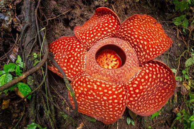 Borneo kwiat
