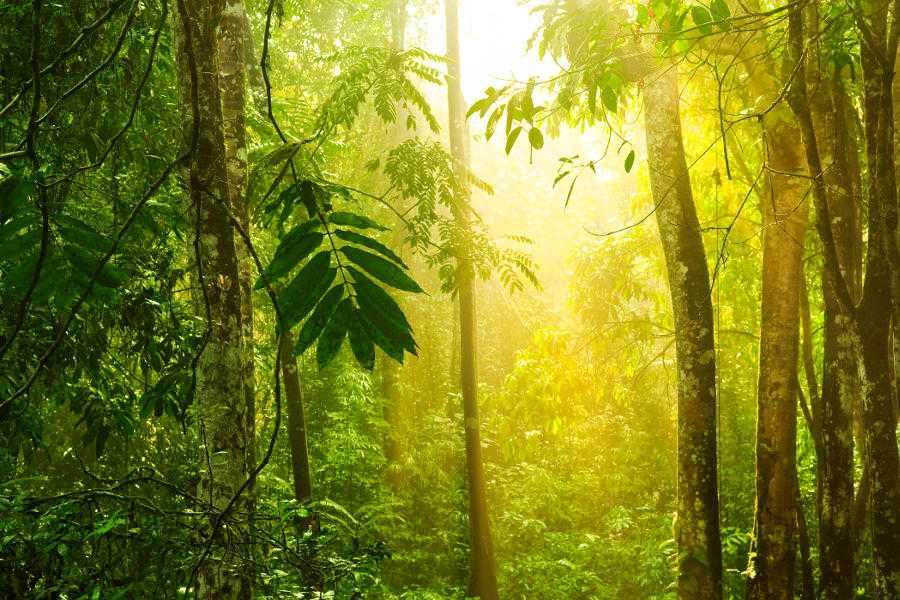 Borneo - las tropikalny - kiedy lecieć na Borneo?