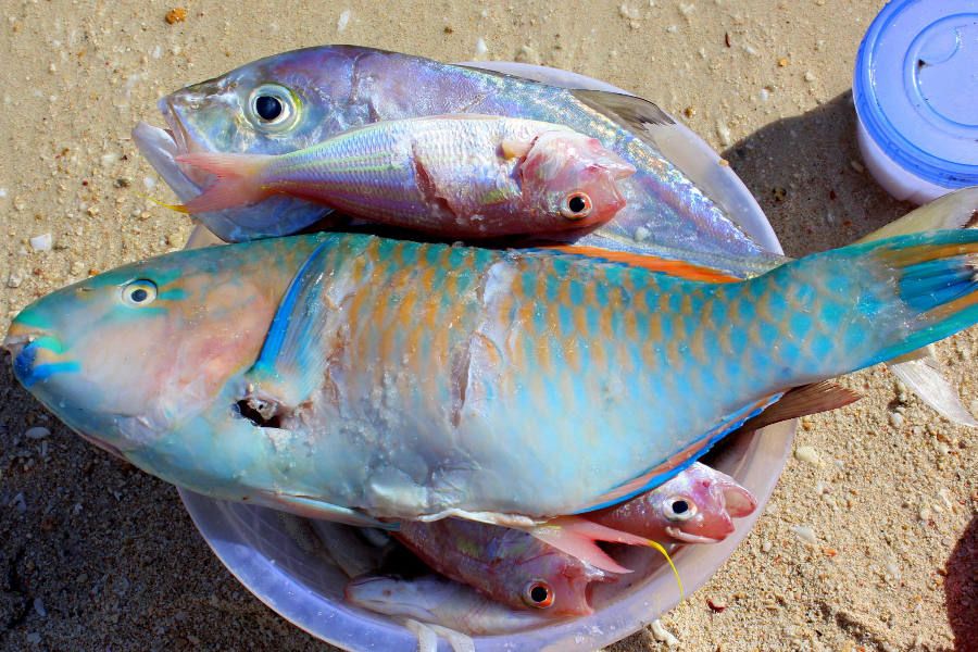 Świeżutkie ryby prosto z filipińskich wód