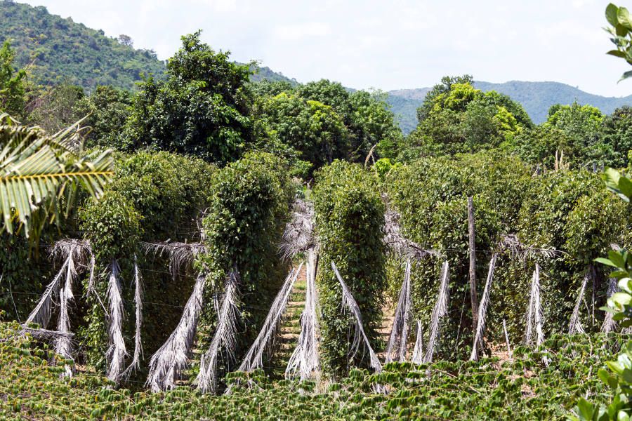 Plantacja pieprzu w Kampot (Kambodża)