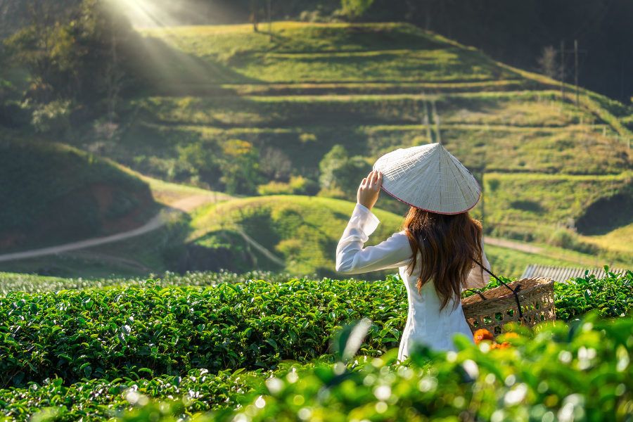 Wietnam herbaciane pola