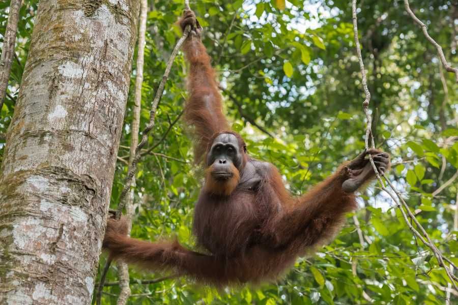 Orangutan Indonezja wczasywazji