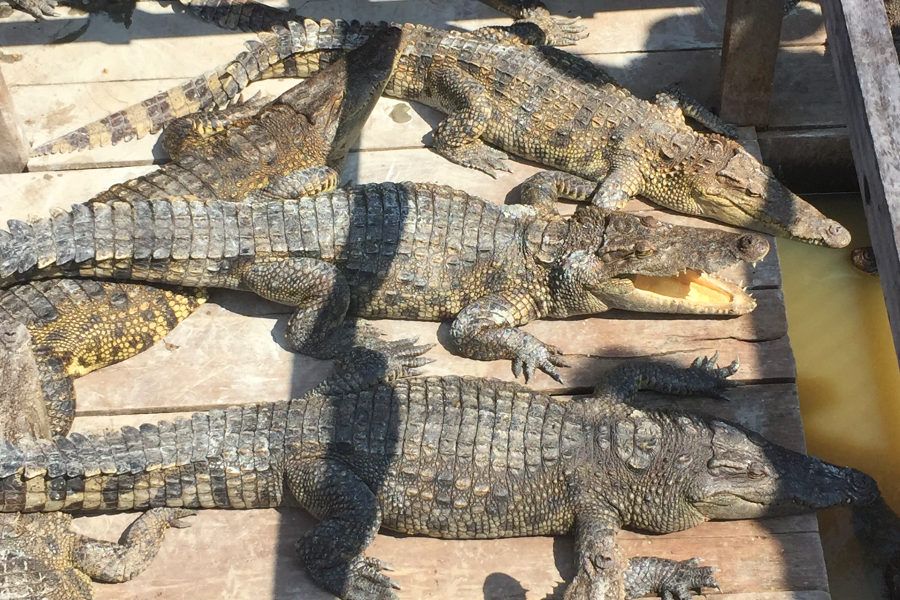 Krokodyle w restauracji na Tonle Sap