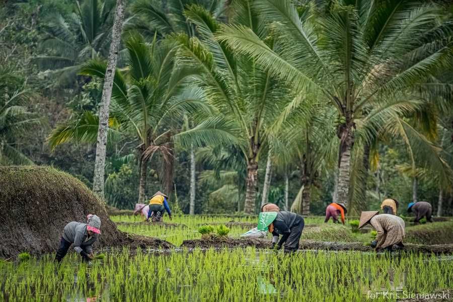 Praca na polach ryżowych na Jawie