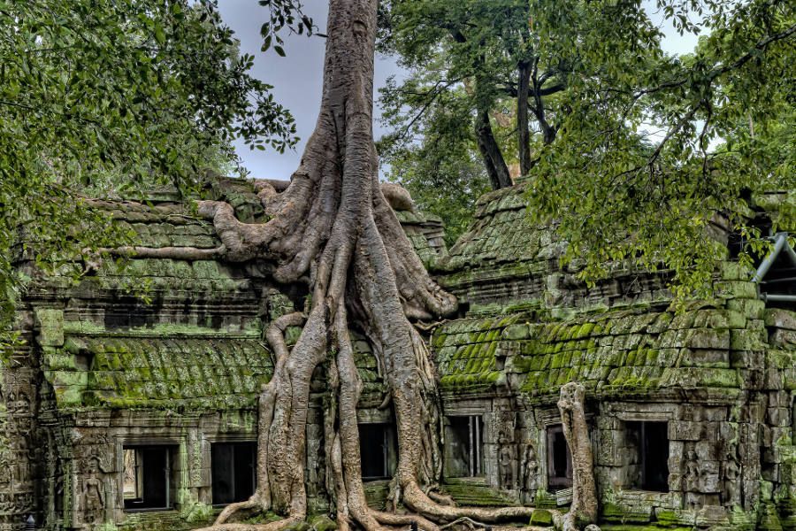 Świątynia Ta Prohm w Angkorze