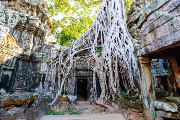 Angkor Ta Phrom Kambodża