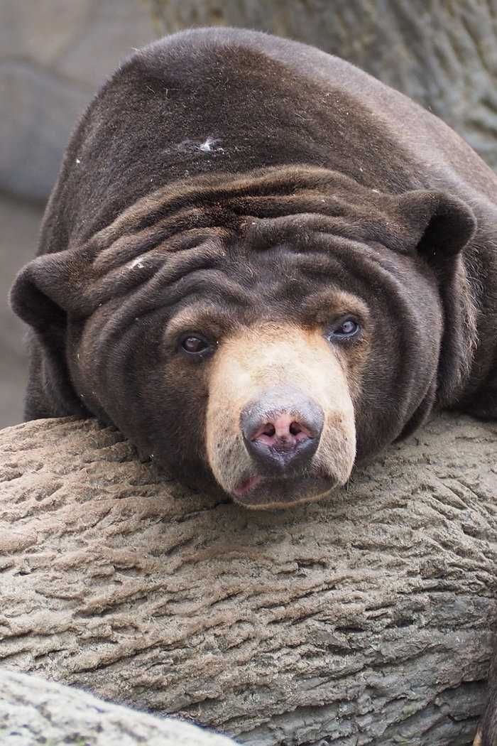 Niedźwiedź malajski - zwierzęta Malezji