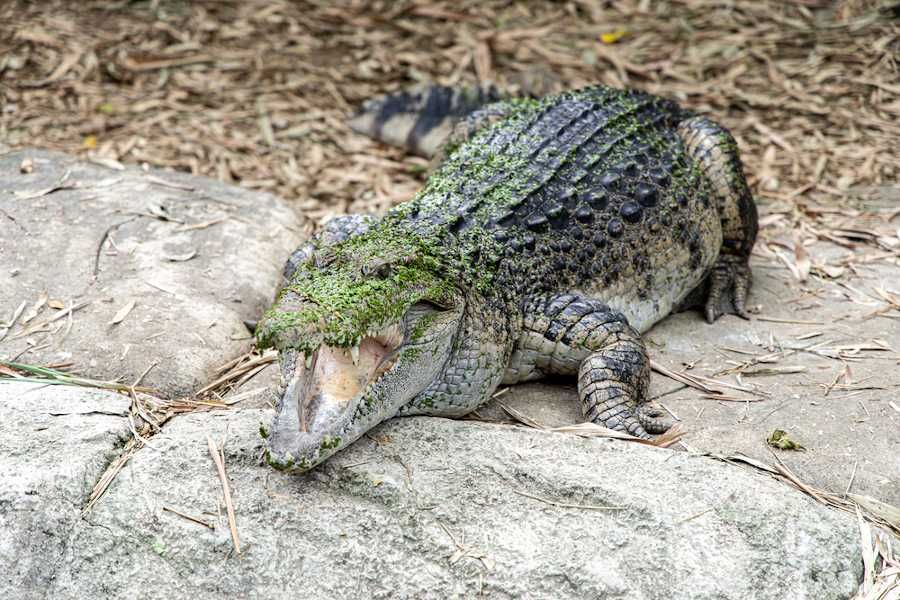 Darma krokodyli, Palawan