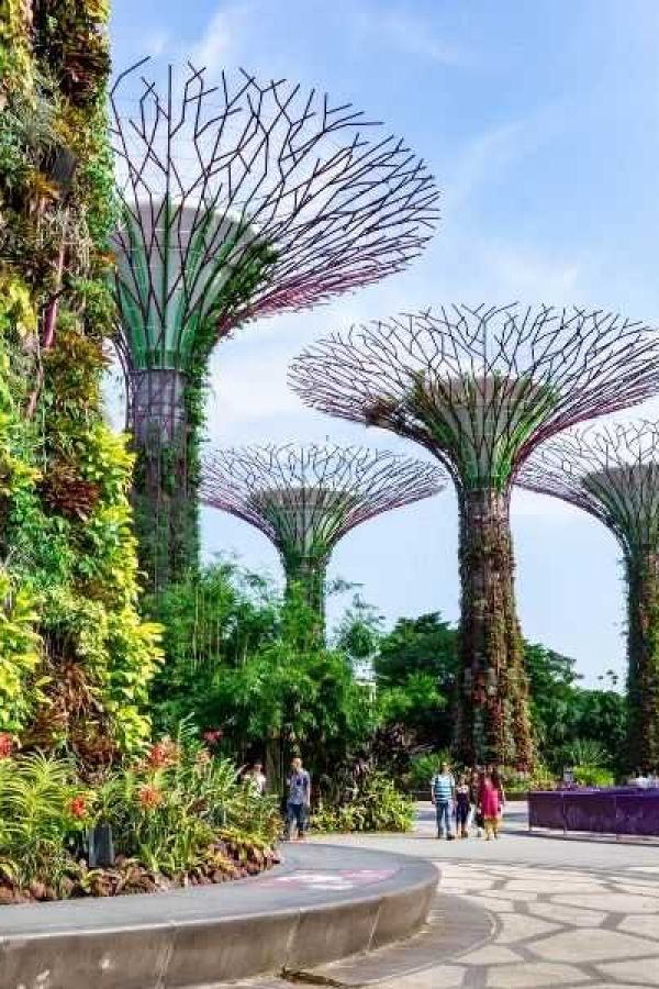 Supertrees w Ogrodach przy Zatoce w Singapurze