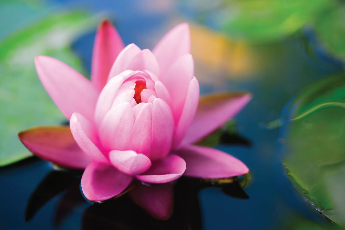 wietnam kwiat lotosu