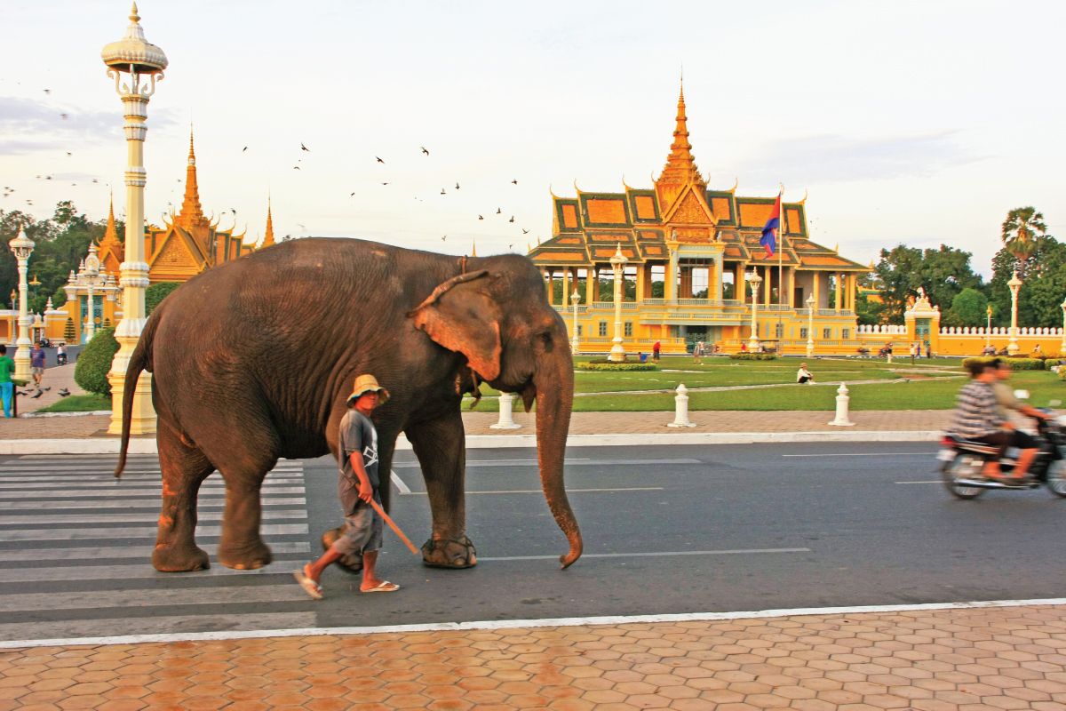 Kambodża pałac królewski słoń