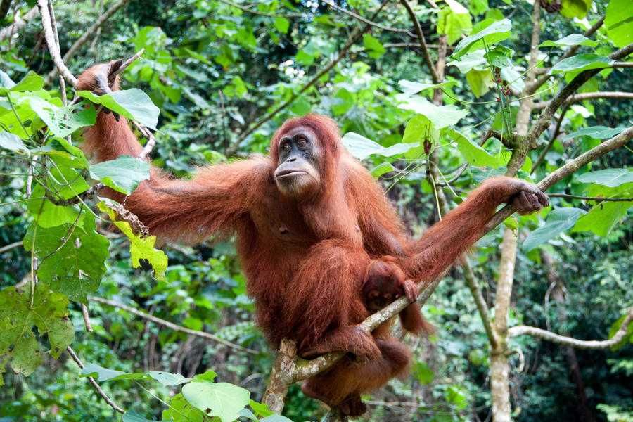 Orangutany na Borneo - kiedy jechać?