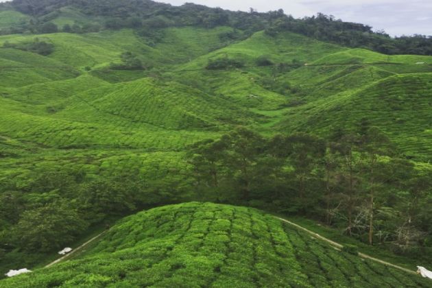 Wzgórze herbaciane w Cameron Highlands