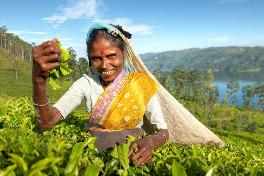 Sri Lanka herbata