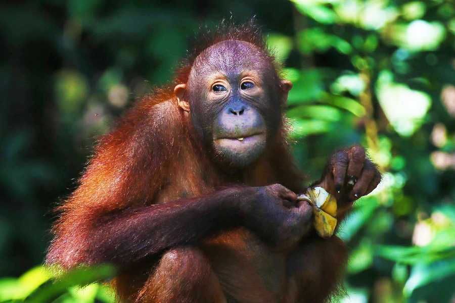 Borneo orangutany