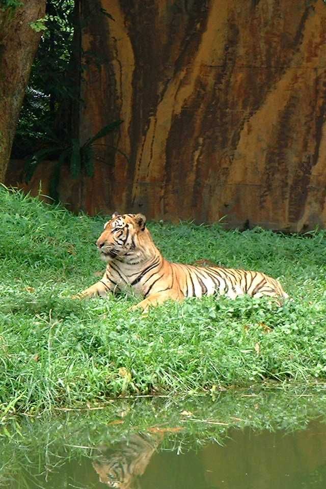 Tygrys - zwierzęta Malezji