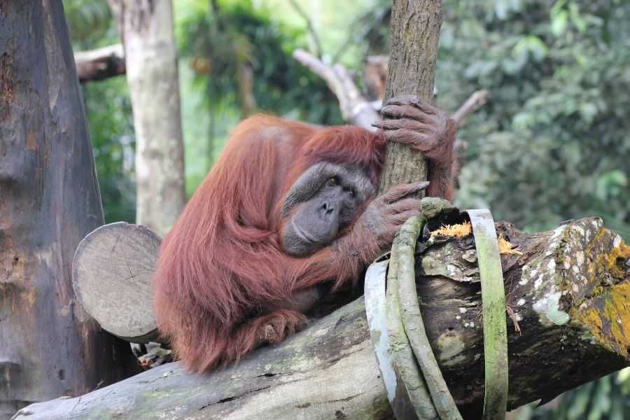 Zoo w Singapurze