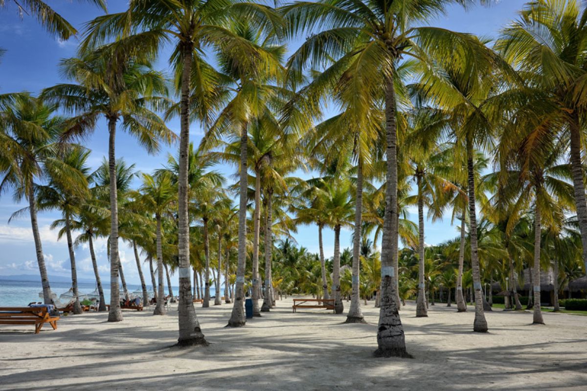 bohol palmy przy plazy