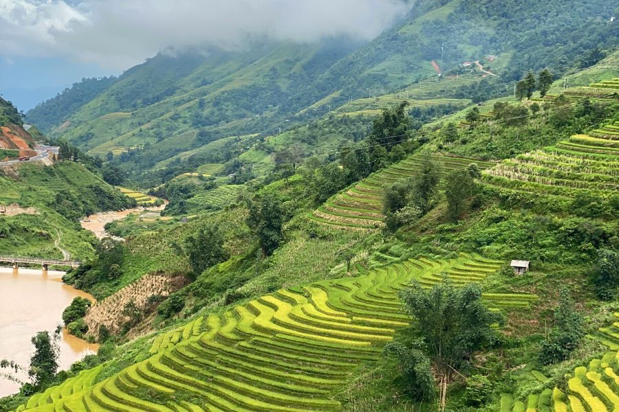 Kiedy zobaczyć zielone pola ryżowe w Wietnamie?