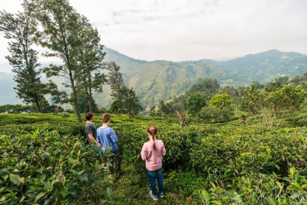 Sri Lanka herbaciane pola rodzinnie