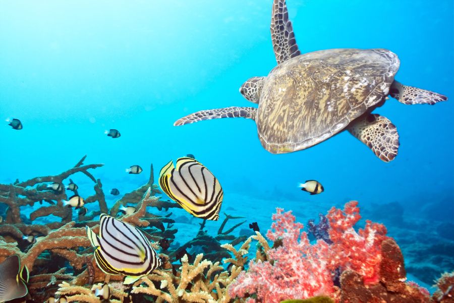 Podwodny świat Bali