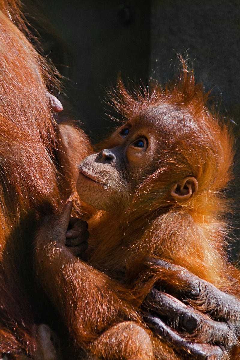Gdzie spotkać orangutany? W Malezji!
