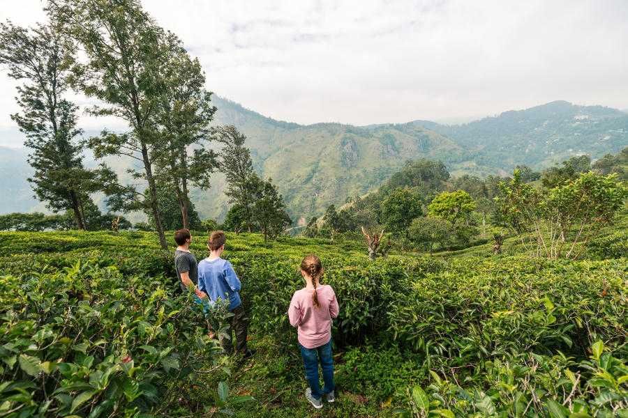 Grupa na plantacji herbaty Srilanka Sri Lanka