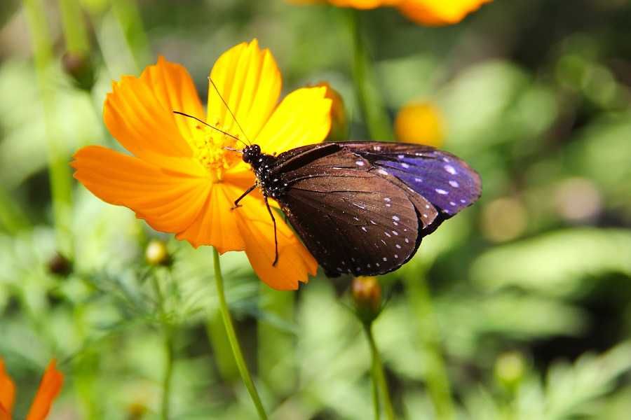 Park motyli w Luang Prabang