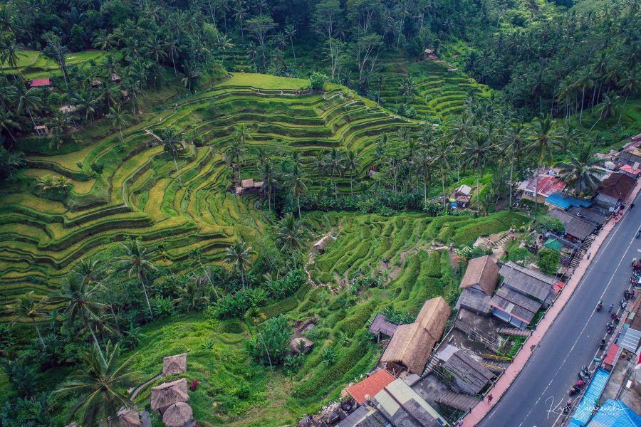 Bali wyspa przepięknych tarasow ryżowych - centralne tegalalang