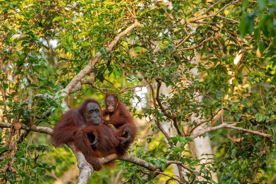 Borneo orangutany