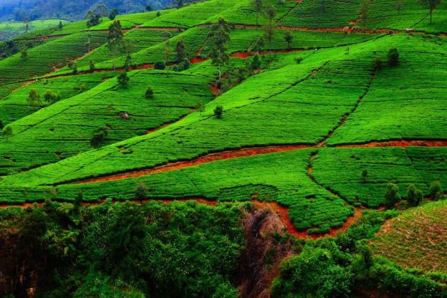 Tarasy herbaciane na Sri Lance