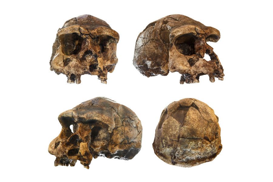 Homo erectus z Sangiran Early Man Site w Indonezji